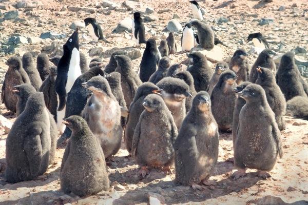 Penguin Chicks: Weight Connected to Weather