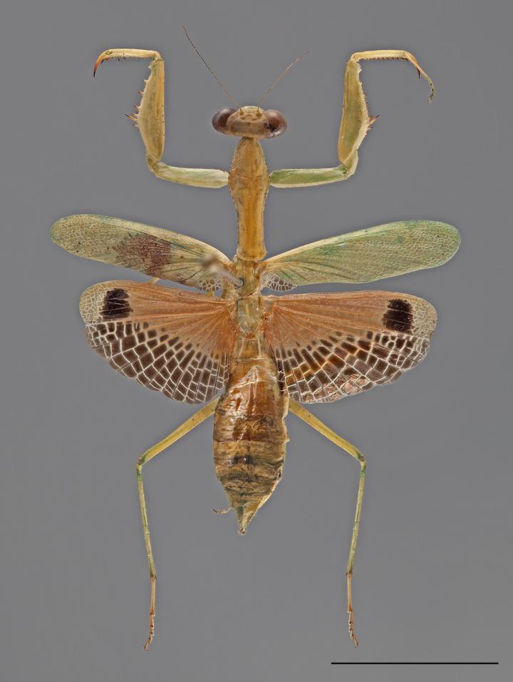 Callimantis Female