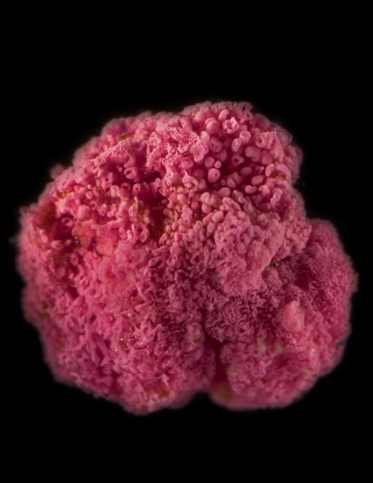 A pink berry about 3 mm in diameter