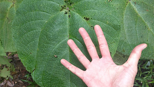 Australian stinging tree