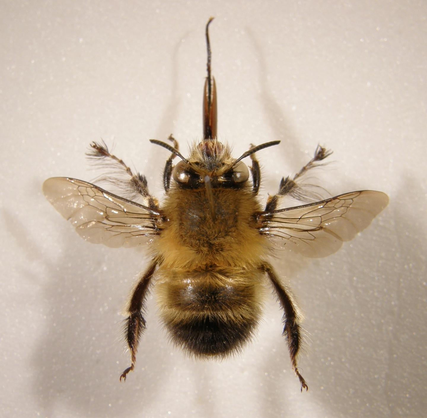 <i>Anthophora plumipes</i>