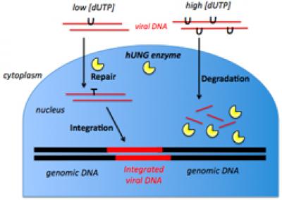Viral DNA Enters the Nucleus of a Cell