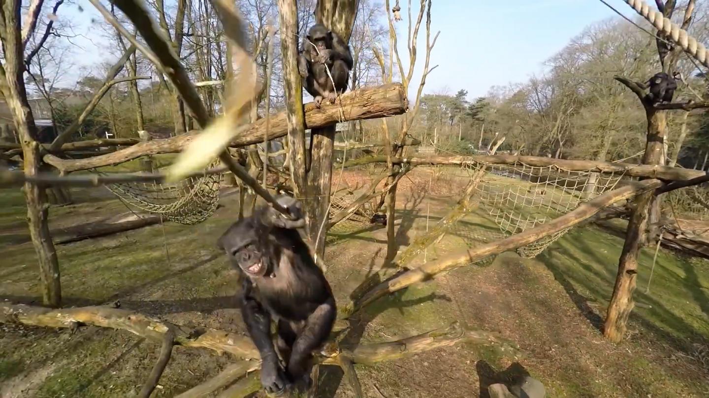 Not on My Watch: Chimp Swats Film Crew's Drone