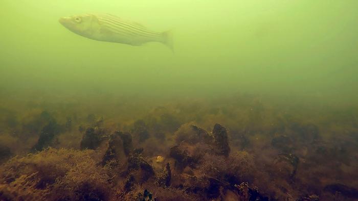 Striped bass above oyster reef