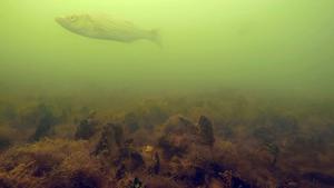 Striped bass above oyster reef