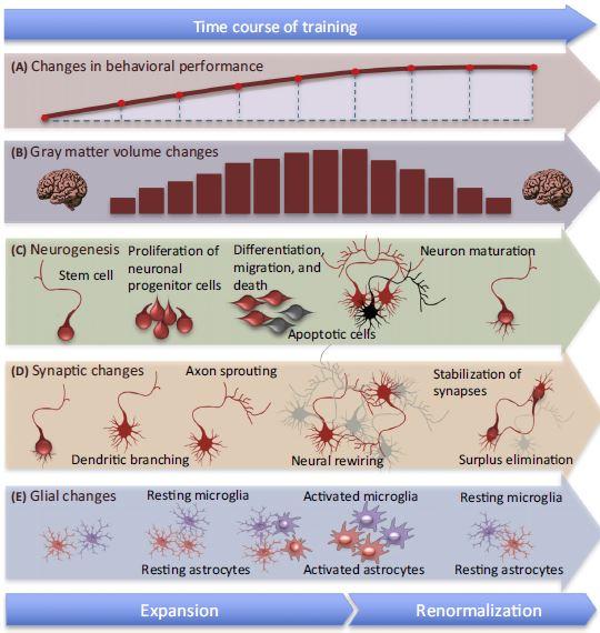 Cellular Changes in the Brain during Learning