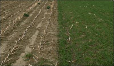 Cover Crop Study Site