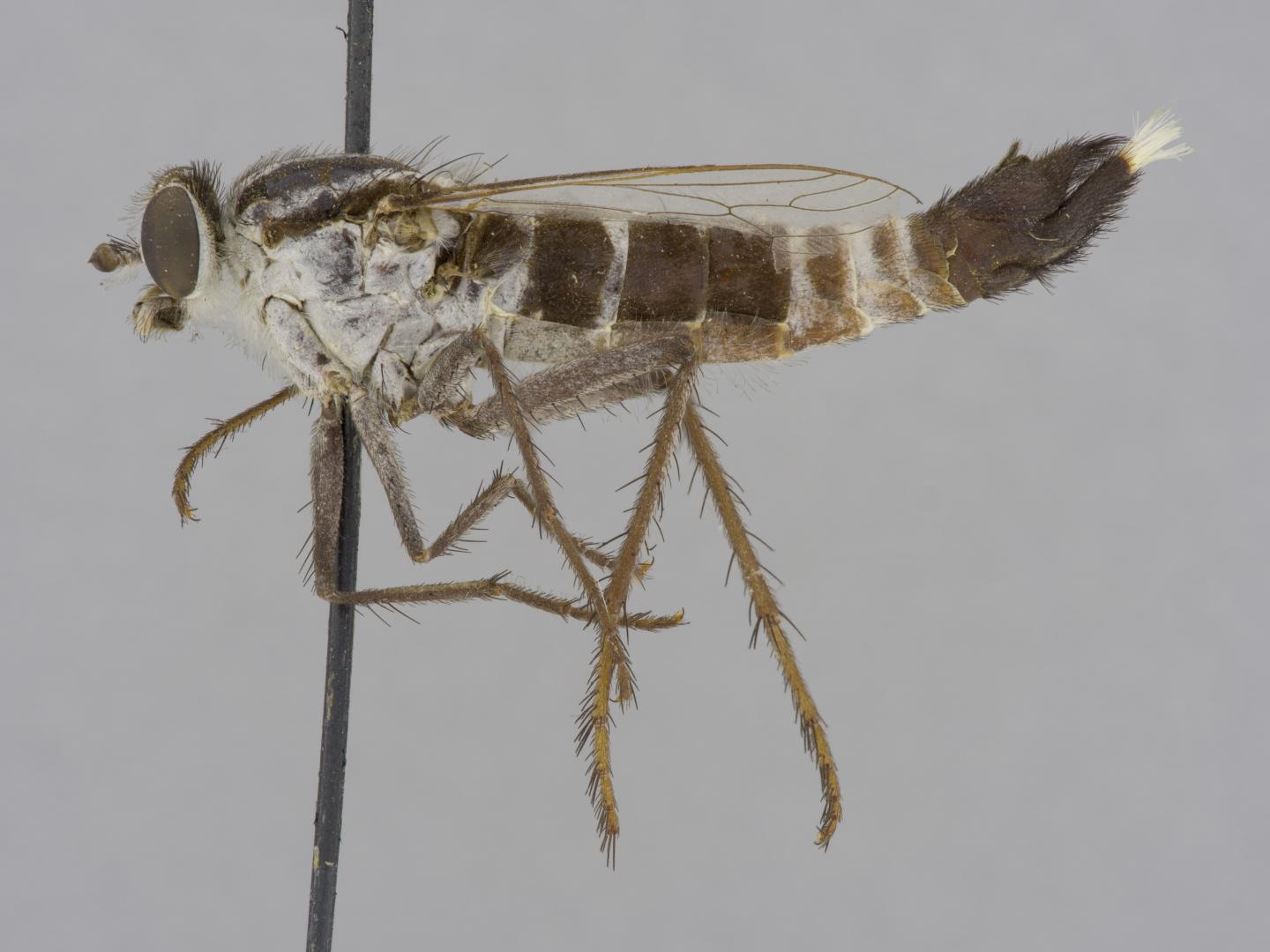 <I>Apiocera braunsi</I>