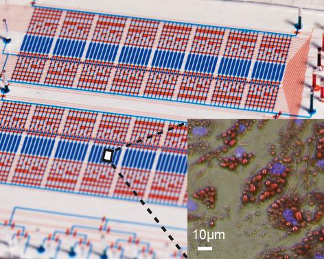 Microfluidic Chip and Adipose Cells