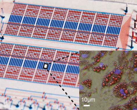 Mikrofluidischer Chip und Fettzellen