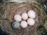 Cuckoo Egg