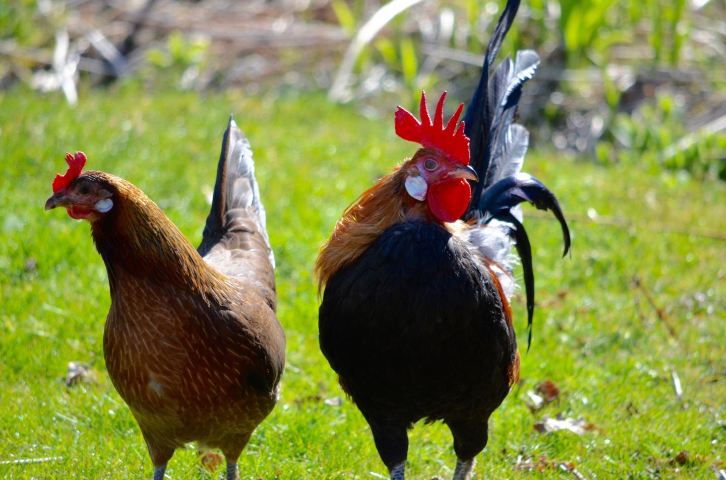 Red Junglefowl