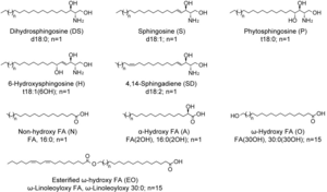 Structures of the components of human ceramides