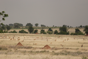 Blackbuck 2