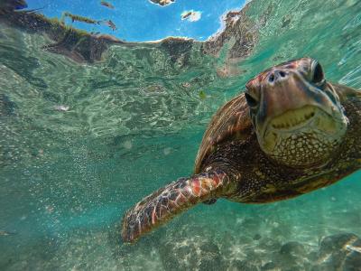 Green Turtle