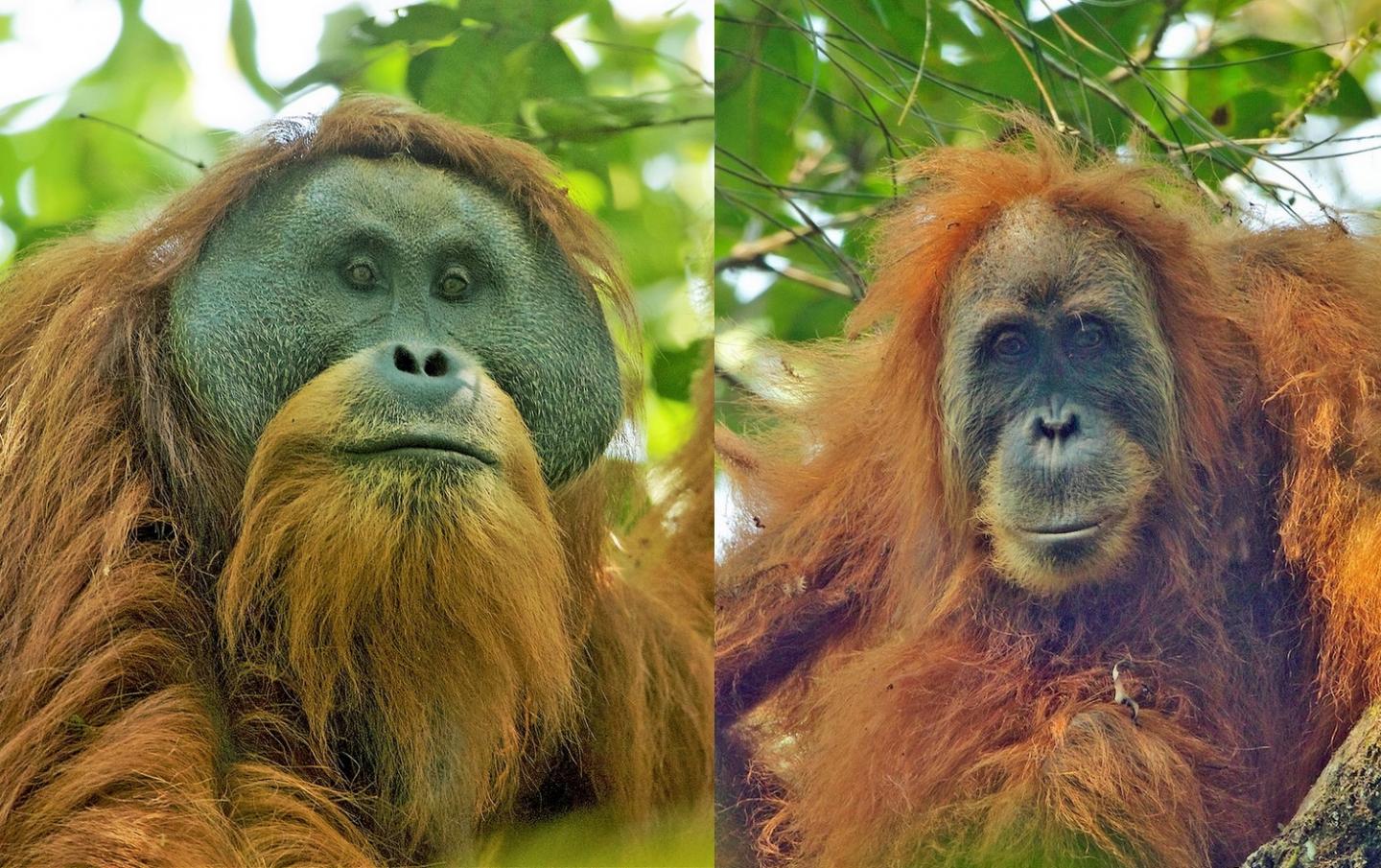 Orangutans