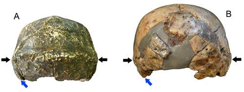 Posterior view of the Zhoukoudian Homo Erectus
