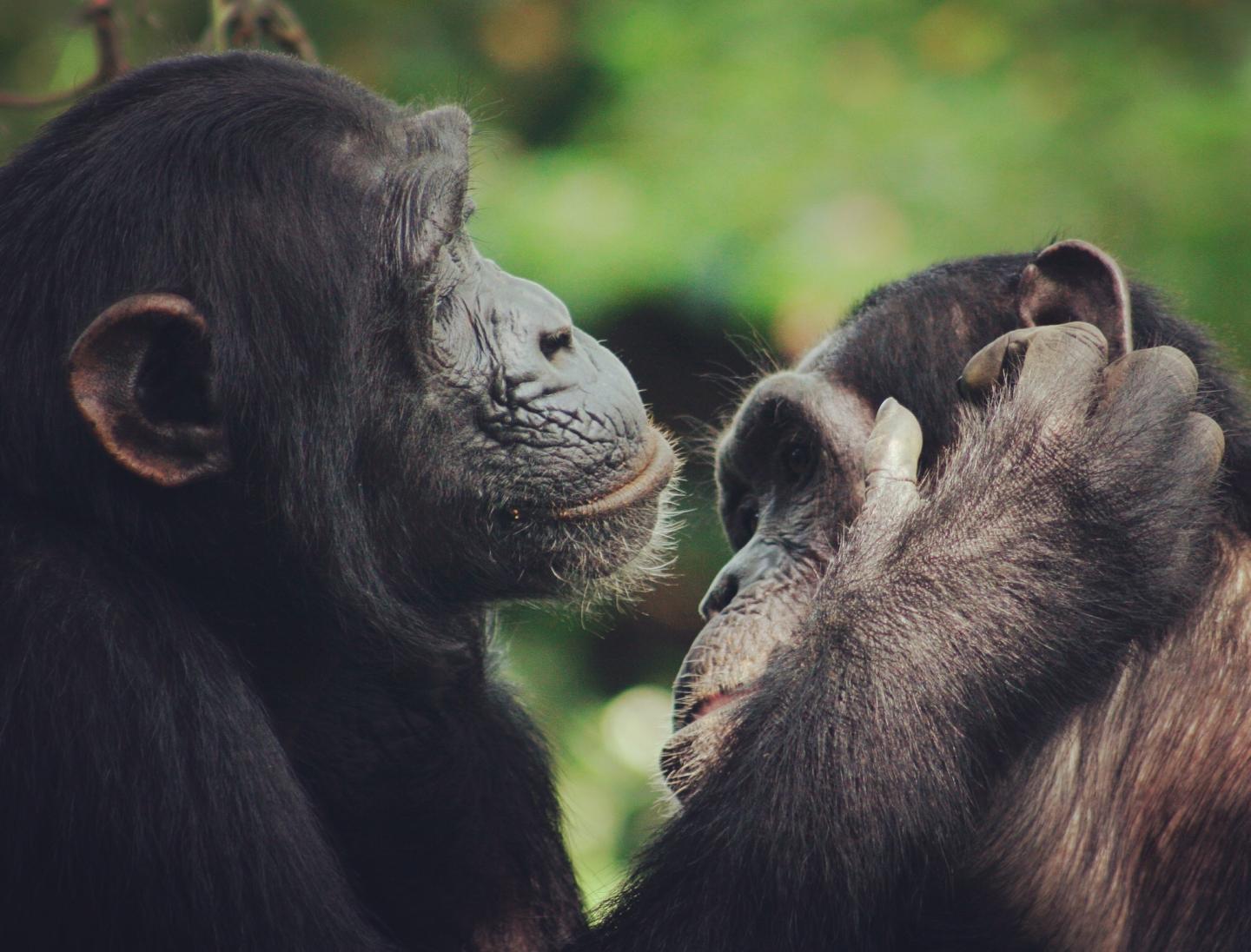 Two Chimpanzees Grooming Each Other