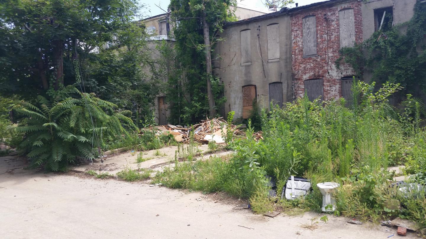 Abandoned Properties are Susceptible to Unintentional Rewilding