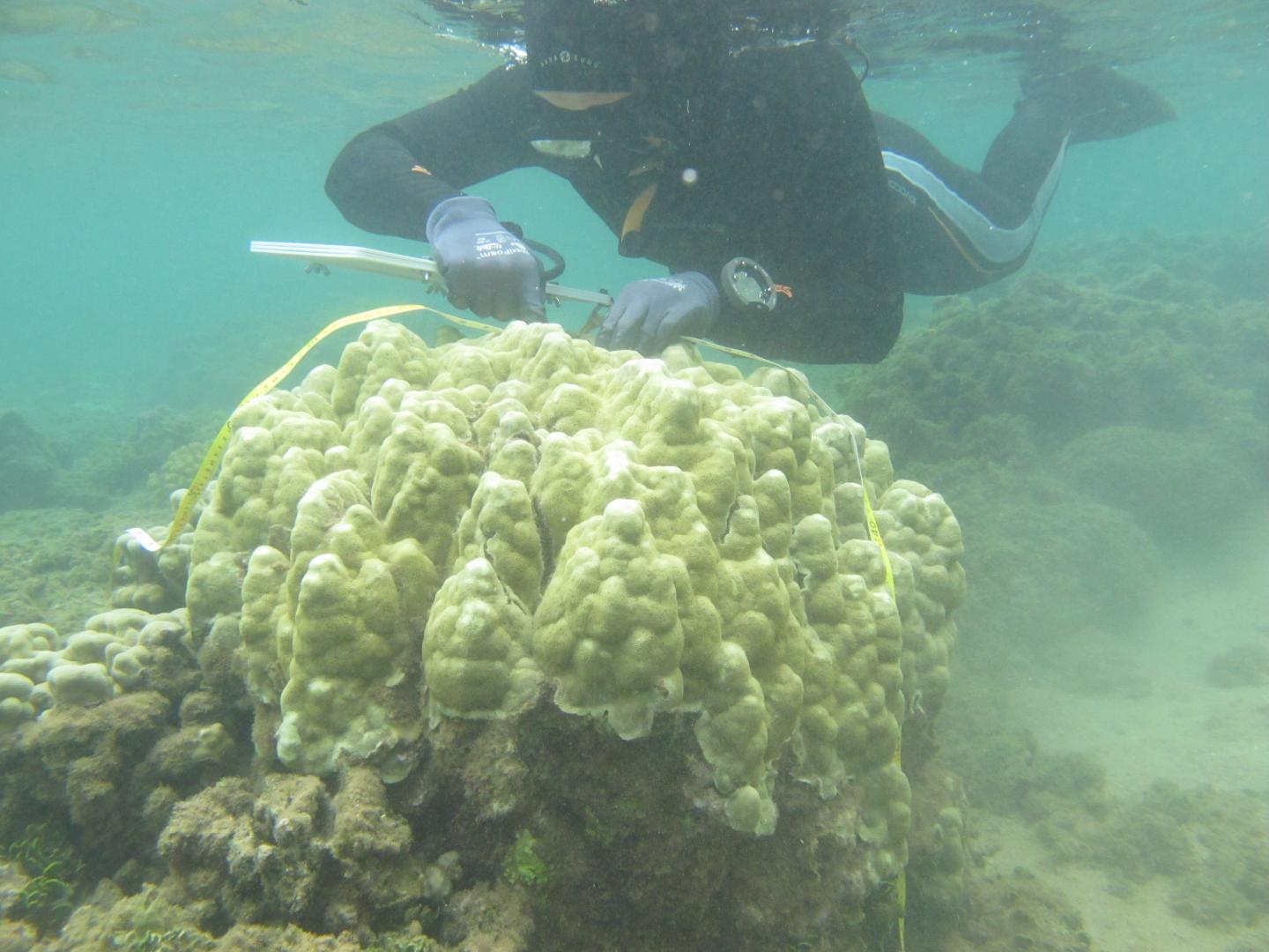 Surveying Gealthy Coral