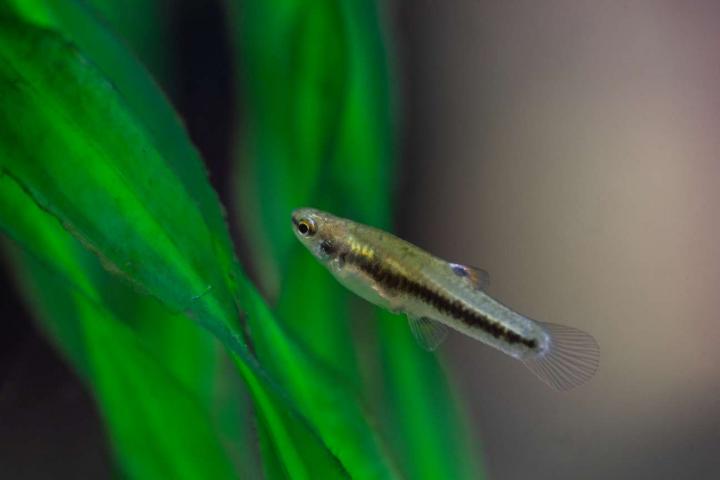 Least Killifish