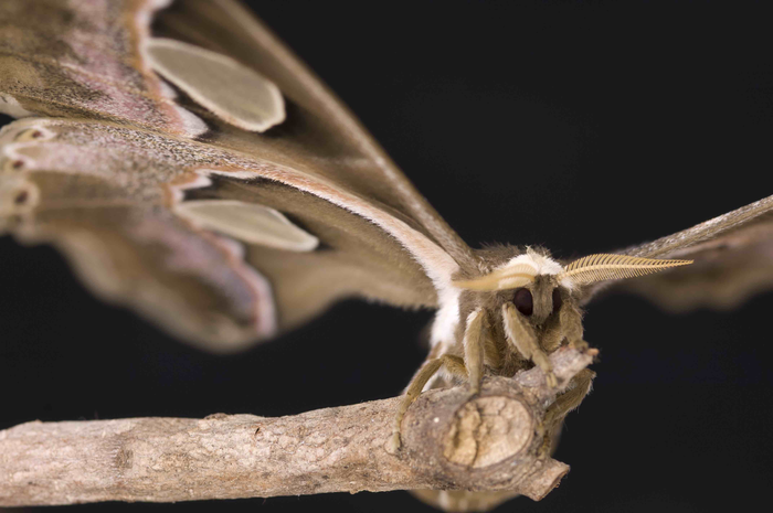 Rothschild's silkmoth