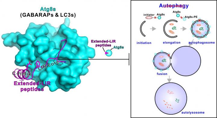 Atg8s Binding Peptides and Autophagy