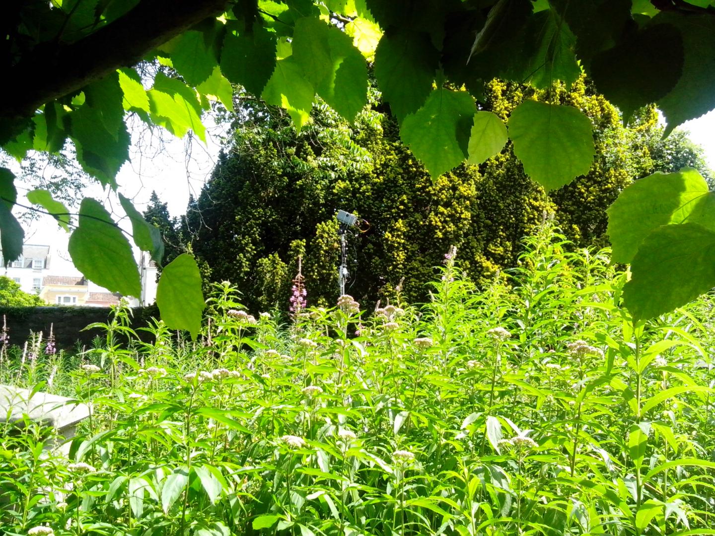 Device in Action in St. Andrew's Park, Bristol