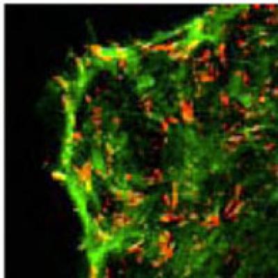 Intestinal Epithelial Cells