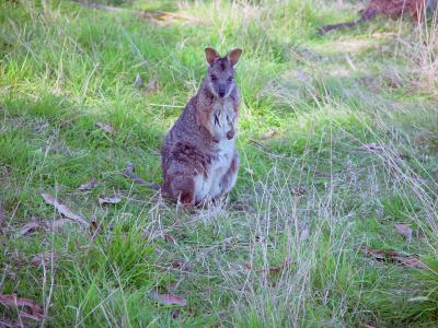 Tammar Wallaby (2 of 2)
