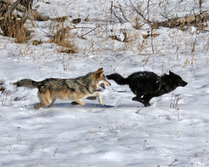 Stahler_Yellowstone wolves (1)