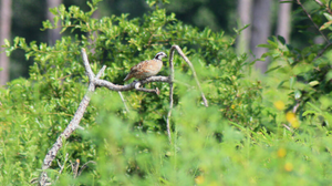 Quail1