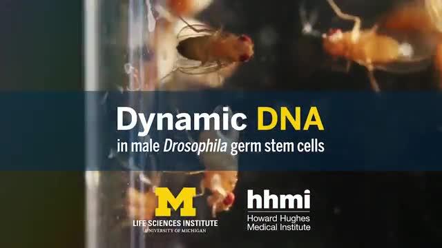 Dynamic DNA in Male Drosophila Germ Stem Cells