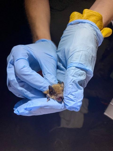 Myotis velifer bat