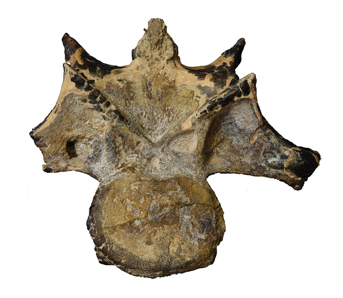 The abelisaurid neck vertebra from the Bahariya Oasis