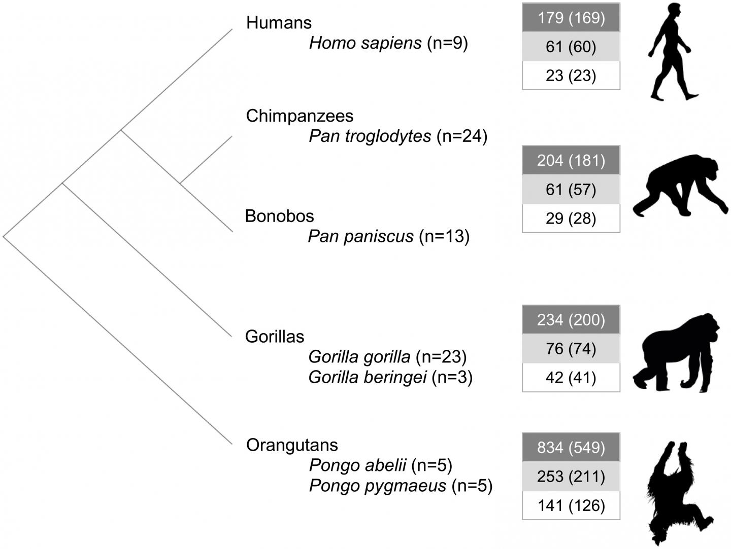 Specific changes to non-coding RNA may be part of what makes us human