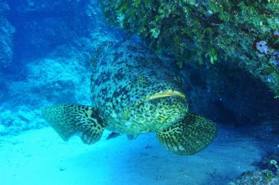 Goliath Grouper