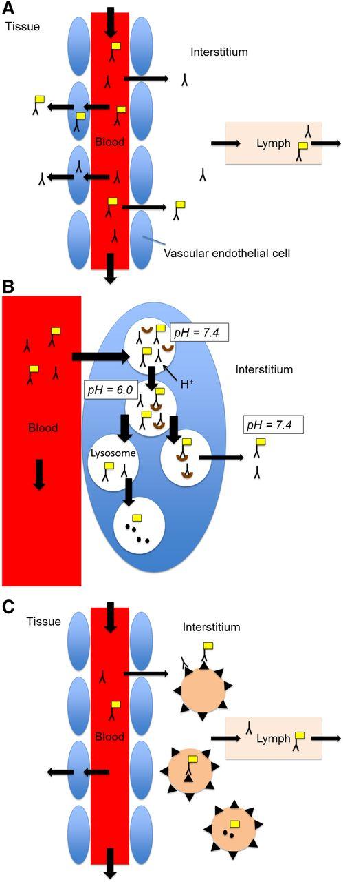 Biodistribution of Zr-89-labeled mAb: physiologic components.