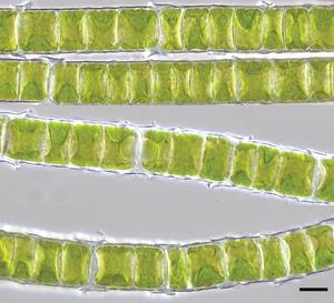 Mikroskopische Aufnahme von Zygnema circumcarinatum, einer fadenförmigen Alge mit einem sternförmigen Chloroplasten. Wegen dieses Merkmals werden Algen der Gattung Zygnema auch Sternalgen genannt (Maßstab 50 Mikrometer, entspricht 0,05 Millimetern).