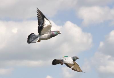 Homing Pigeons in Flight (1 of 2)