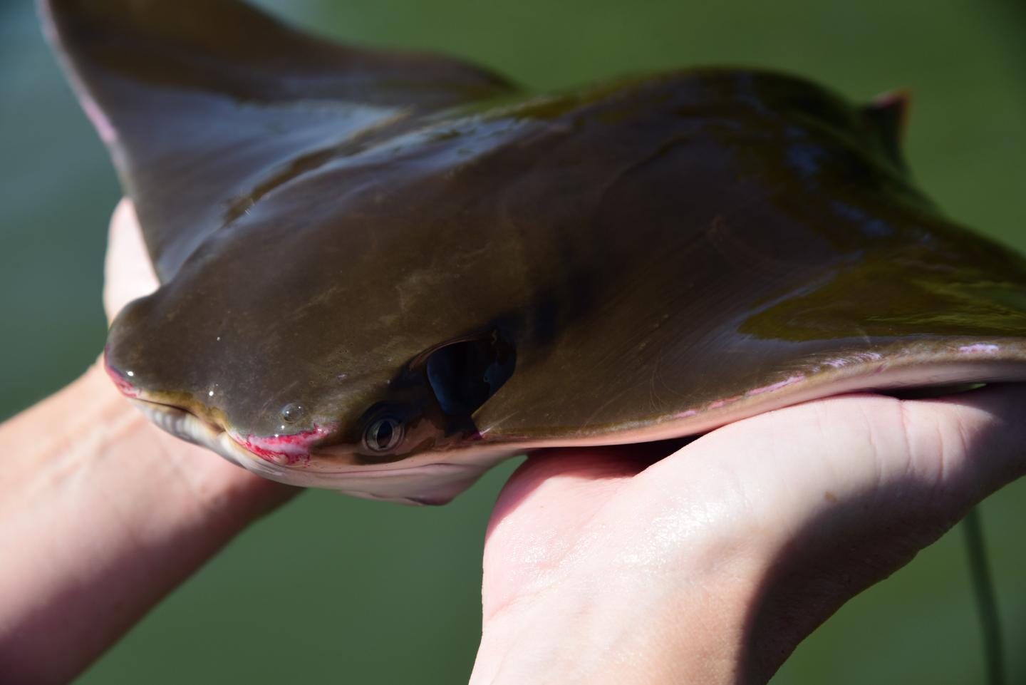 Cownose Ray