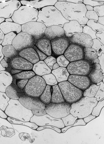 The Proteins that Put Plants on Land? (13 of 15)