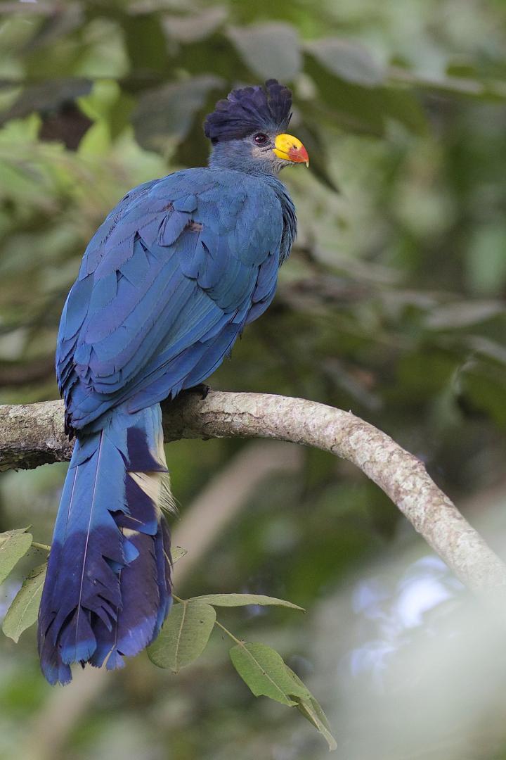 Great Blue Turaco