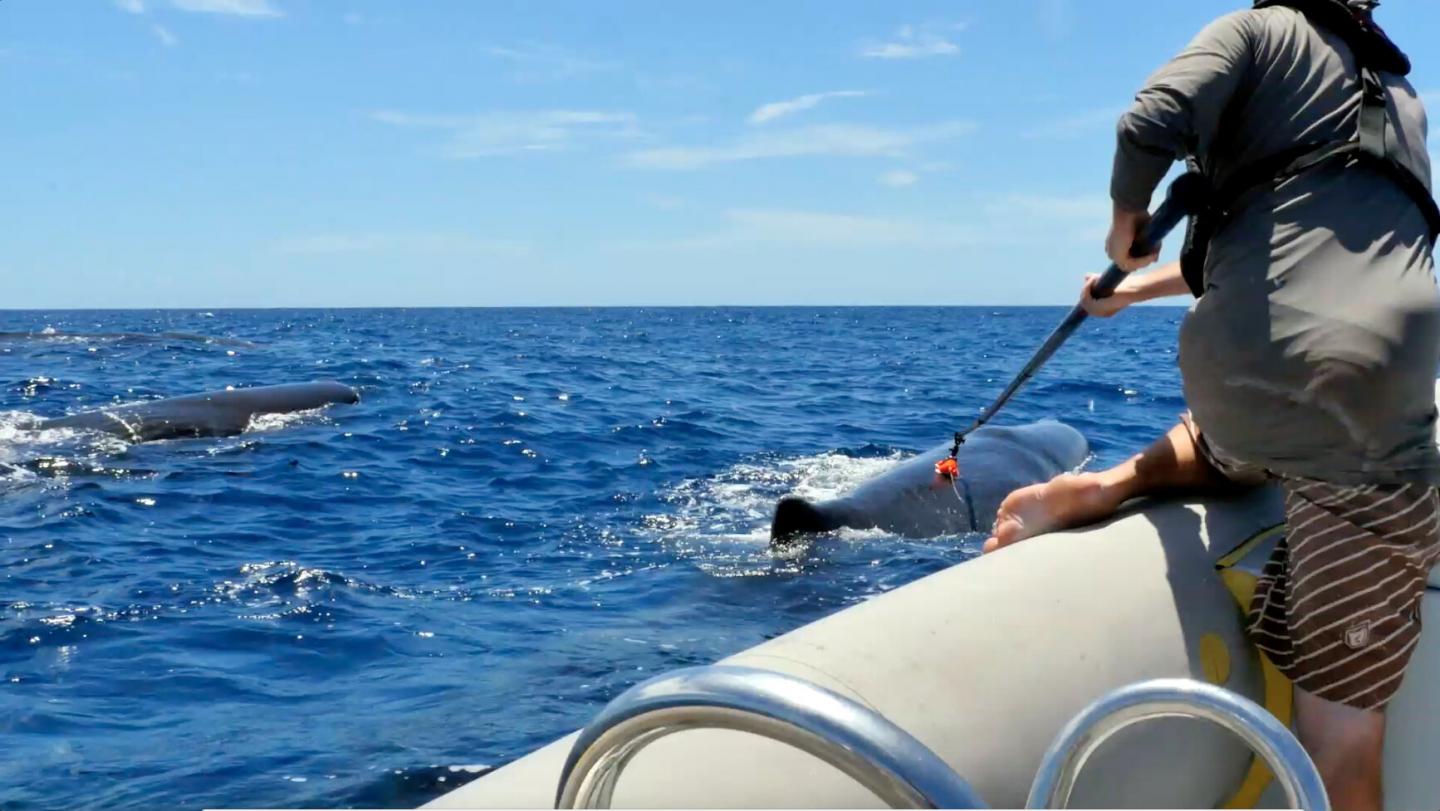 Sperm Whale Being Tagged
