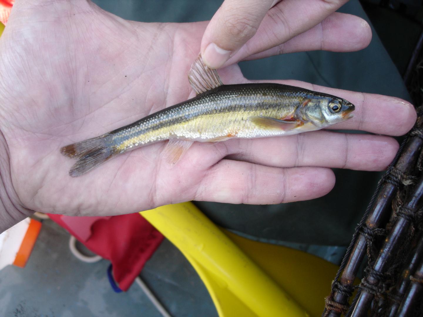 Ontario Lake Chub