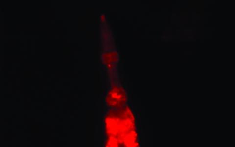 Red Fluorescent <i>C. elegans</i>