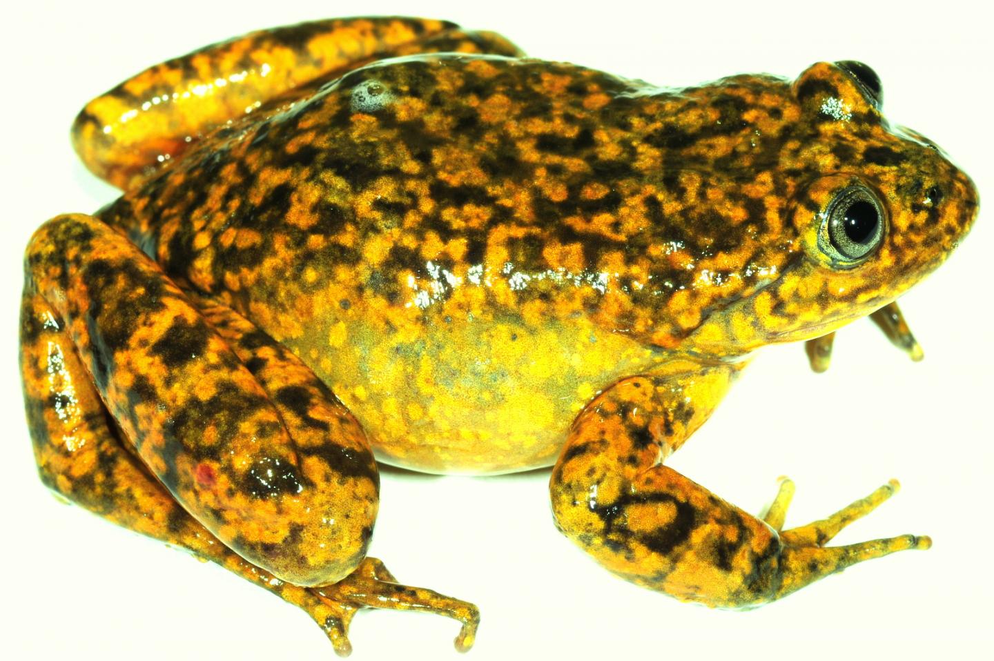 <i>Telmatobius ventriflavum</i> (2 of 2)