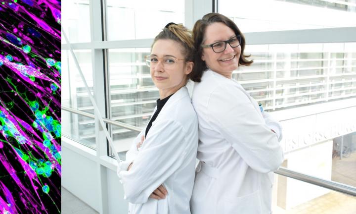 Tamara Weiss, PhD, and Sabine Taschner-Mandl, PhD, research on Schwann cells (magenta) and neuroblastoma cells (green)