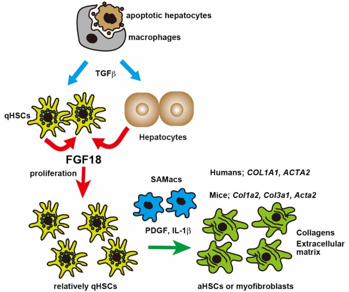 FGF18は肝星細胞の増殖を誘導して、肝線維化を促進する