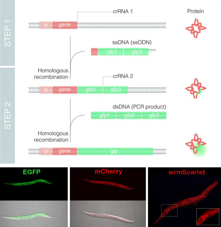 Nested CRISPR